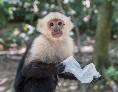 Caring for Primates: How to Care for Capuchin Monkeys - All Pets’ Blog of Current Happenings and ...