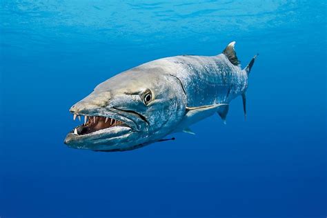 Qual O Peixe Considerado O Mais Rápido Do Oceano - 8
