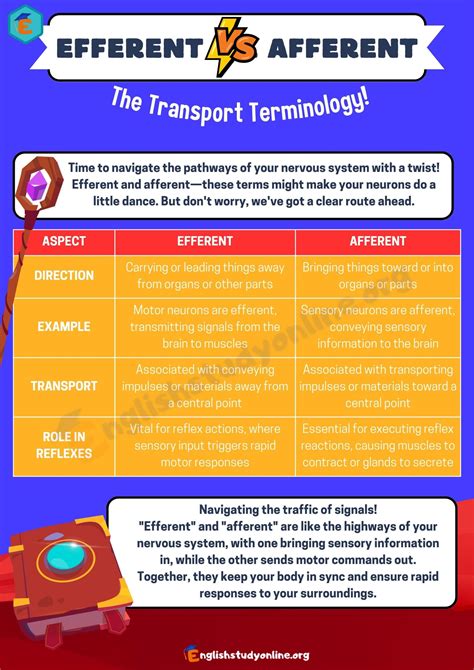 Efferent Vs Afferent How They Work Together To Control The Body