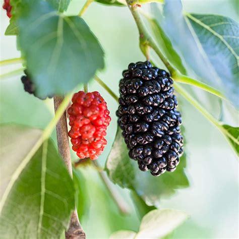 Amazon.com : Dwarf Everbearing Mulberry Tree - 3 Live Starter Plants ...