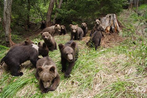 13 orphaned Romanian bears get another chance | WWF