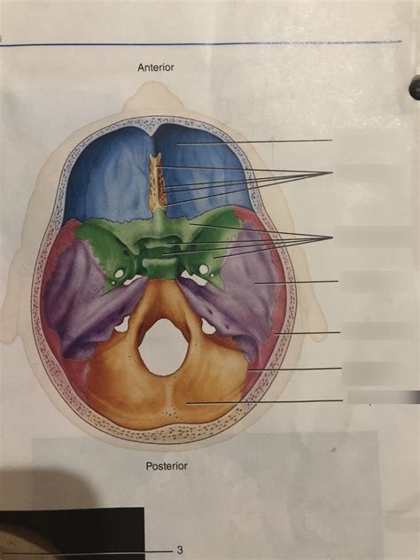 Superior View Of Floor Of Cranial Cavity Diagram Quizlet