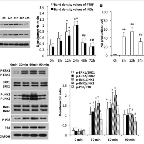 Deletion Of Ptrf Inhibited Lps Induced Inos Pathway Activation In