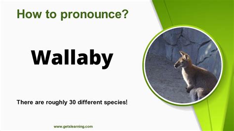 How To Pronounce Wallaby In English Correctly Youtube