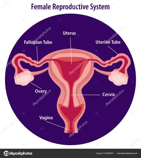 Illustration Vectorielle Syst Me Reproducteur F Minin Humain Anatomie