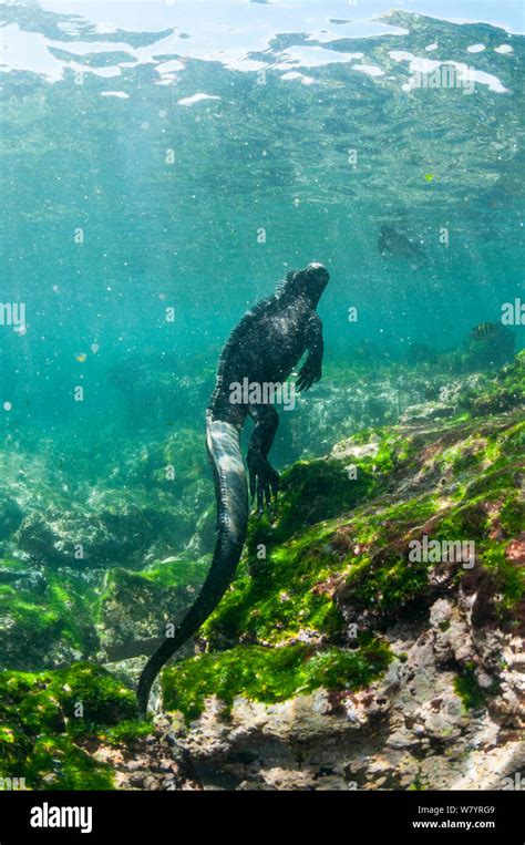 Marine Iguana Amblyrhynchus Cristatus Swimming Punta Espinosa