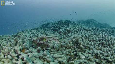 World S Largest Coral Discovered Near Solomon Islands