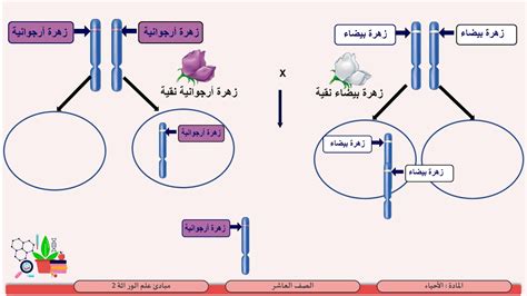 الصف العاشر الأحياء مبادئ علم الوراثة 2 تحليل نتائج تجارب مندل وتفسيرها