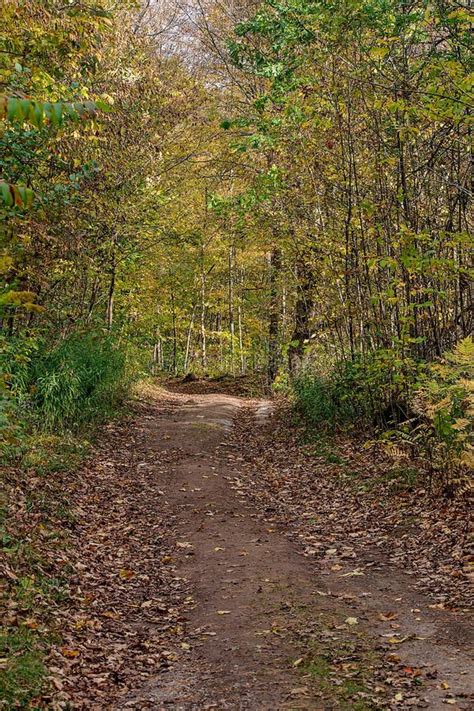 An oil of a wooded path. stock photo. Image of nature - 112063544