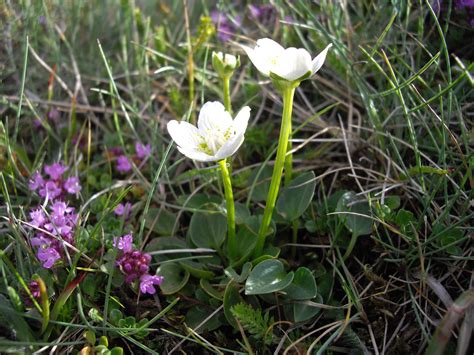 Northern Grass Of Parnassus Parnassia Palustris M Ras Flickr