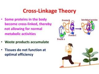 Cellular Ageing PPT