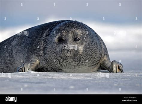 Baikal Seal Pusa Sibirica Phoca Sibirica Offspring Freshwater