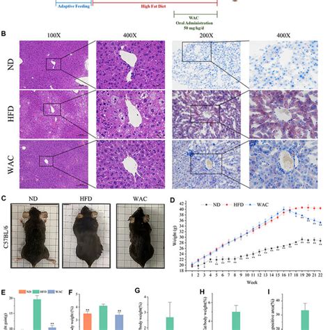 Effect Of Wac On Obesity And Hepatic Steatosis In Hfd Induced Nafld