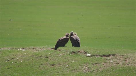 Free Wild Vulture in Natural Environment Habitat 26232296 Stock Video ...