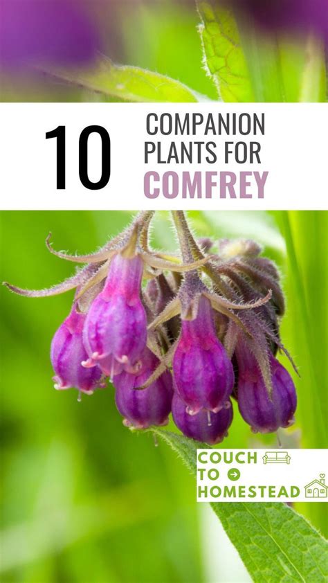 Companion Planting Comfrey Benefits Pairings More Artofit