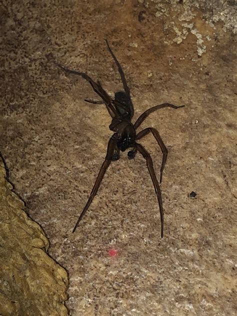 Brown recluse ? : r/spiders