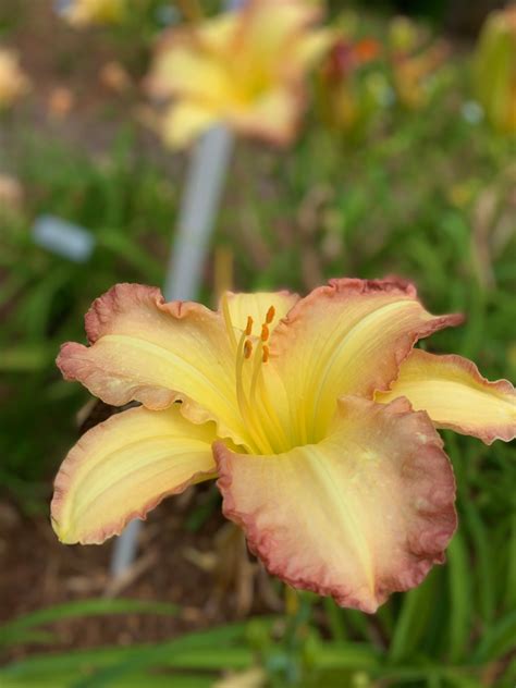 String Bikini Sugar Shack Daylilies
