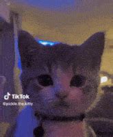 Pickle Cat GIF - Pickle cat - Discover & Share GIFs