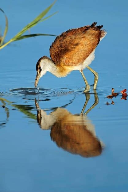 Premium Photo Female African Jacana Actophilornis Africana Foraging