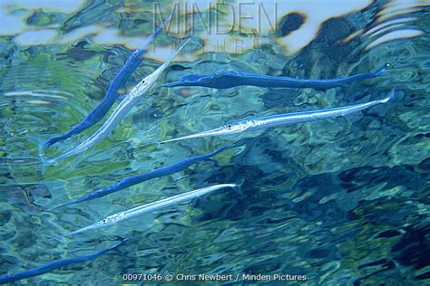 Red Sea Houndfish Stock Photo Minden Pictures