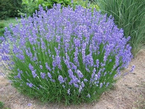 Come Piantare La Lavanda Passi