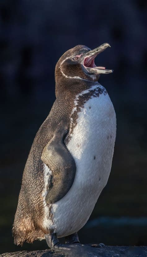 Galapagos Penguin Good Nature Travel Blog