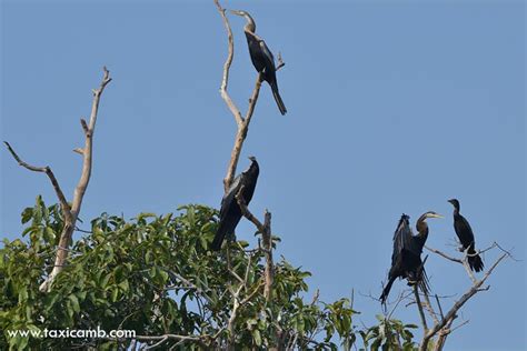 Prek Toal Bird Sanctuary and Floating Village Trip - Driver Cambodia