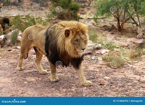 Biggest Lion In The World Ever Found