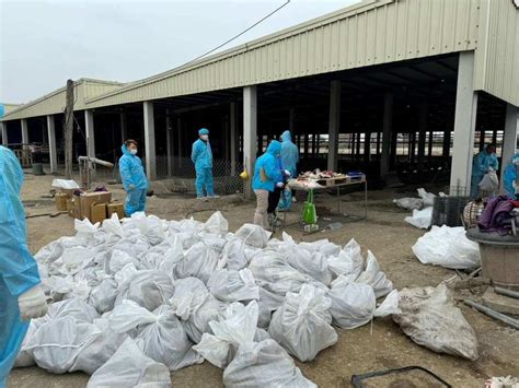 雲林禽流感土雞、種鵝場確診 撲殺雞9813隻鵝2827隻 地方 中央社 Cna