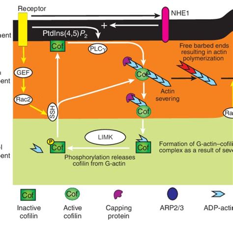 Pdf A Common Cofilin Activity Cycle In Invasive Tumor Cells And