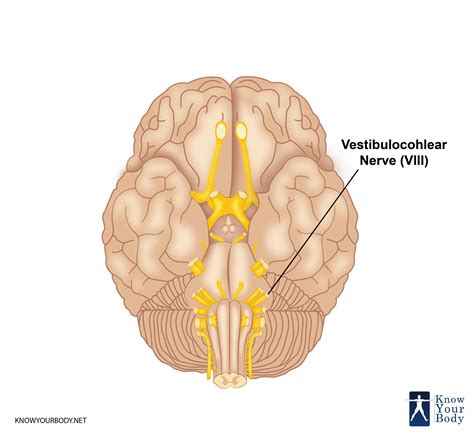 Vestibulocochlear Nerve (CN VIII): Anatomy And Pathway, 50% OFF