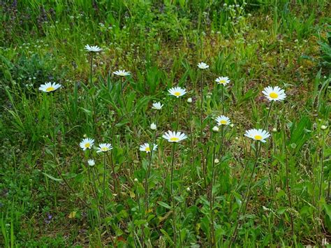 L Chowsss Garten Wiesen Margeriten Leucanthemum Vulgare