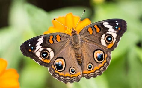 Common Buckeye Butterfly: Identification, Life Cycle, and Behavior ...