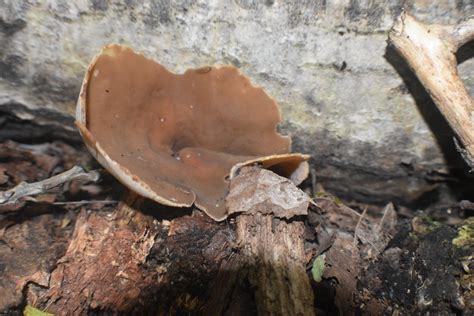 Great Lakes Fungi On Twitter I Suspect This Is A Peziza Variant A