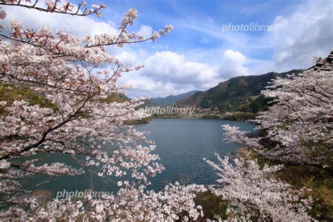 大渡ダム湖畔の桜 茶霧湖 高知県 仁淀川町 写真素材 6698306 フォトライブラリー Photolibrary