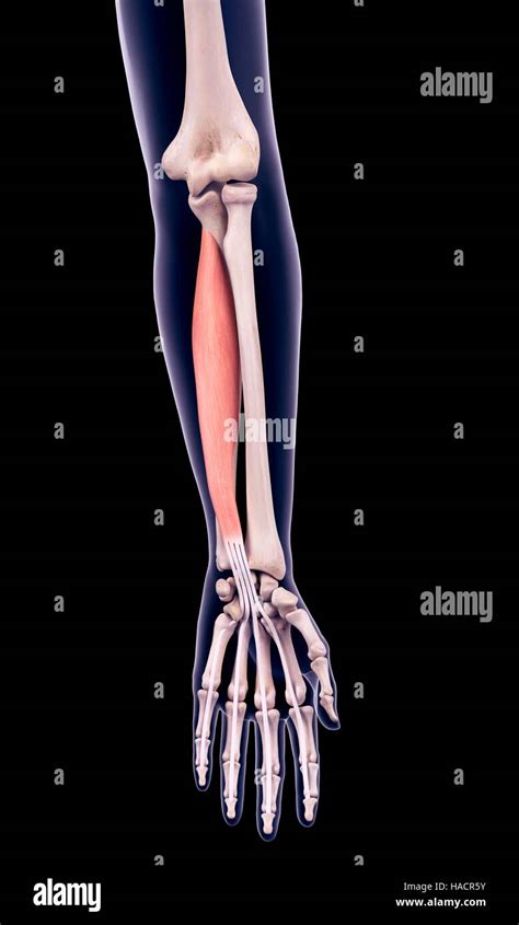 Illustration Of The Flexor Digitorum Profundus Muscle Stock Photo Alamy