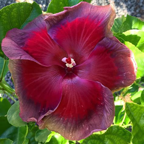 Tahitian Miss Teenager Hibiscus Hibiscus Beautiful Flowers Showy