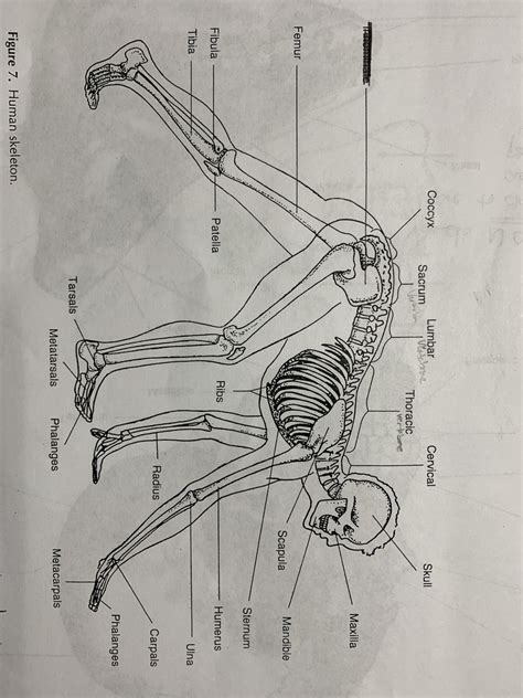 Pig Diagram #3 Skeleton Diagram | Quizlet