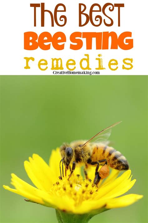 Bee Sting Remedies Remedies For Bee Stings Bee Sting Insect Bite Remedy