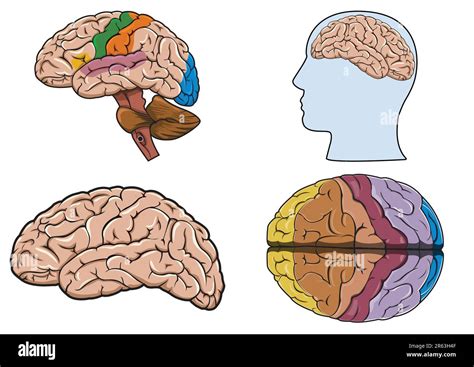 Diagrama De Un Cerebro Humano En Vector Imagen Vector De Stock Alamy