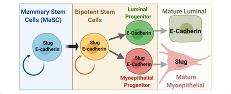 Schematic Of The Mammary Epithelial Stem Cell Hierarchy Depicting The