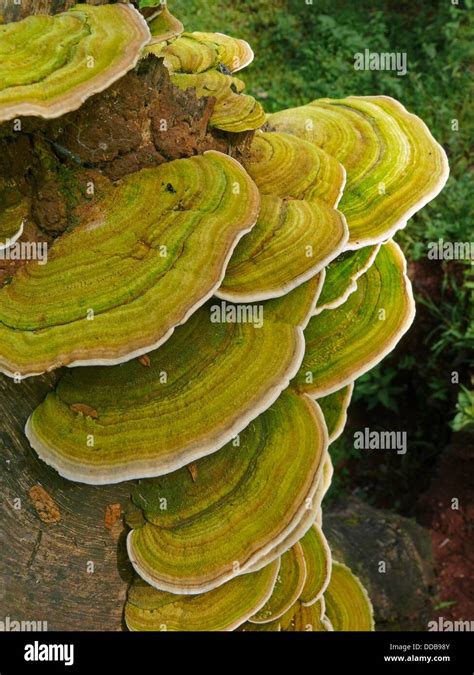 Phylum Basidiomycota Immagini E Fotografie Stock Ad Alta Risoluzione