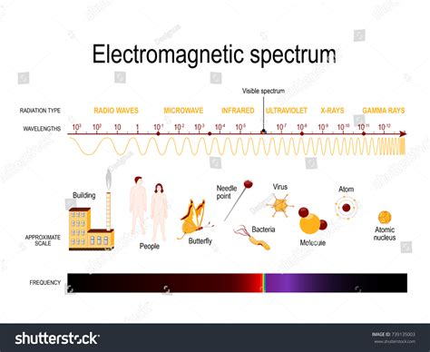 Diagram Electromagnetic Spectrum Illustration Showing Various Vetor Stock Livre De Direitos