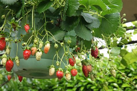 Comment Cultiver Et Entretenir Des Fraises Hors Sol