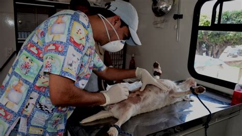 Inicia Programa De Esterilización Canina Y Felina Total Sapiens