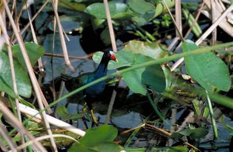 Free picture: purple, gallinule, porphyrula, martinica, bird, walking