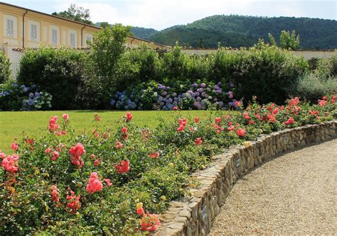 Olive Grove With A View Ghezzi Garden Design