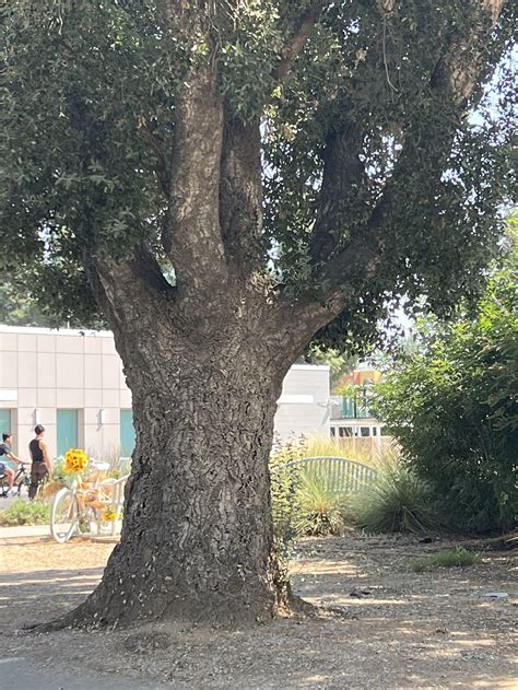 What is a cork tree? — Jelinek Cork Group®