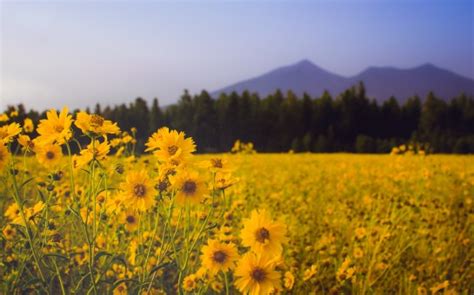 Immagini Belle Natura Erba Montagna Cielo Prato Prateria Foglia