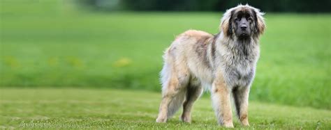 Leonberger Dog Breed Facts And Information Wag Dog Walking